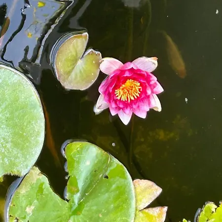 Guest house Maricris 3*